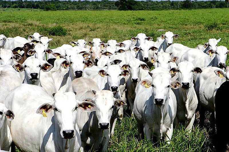 FOTO: ASCOM ADEPARÁ