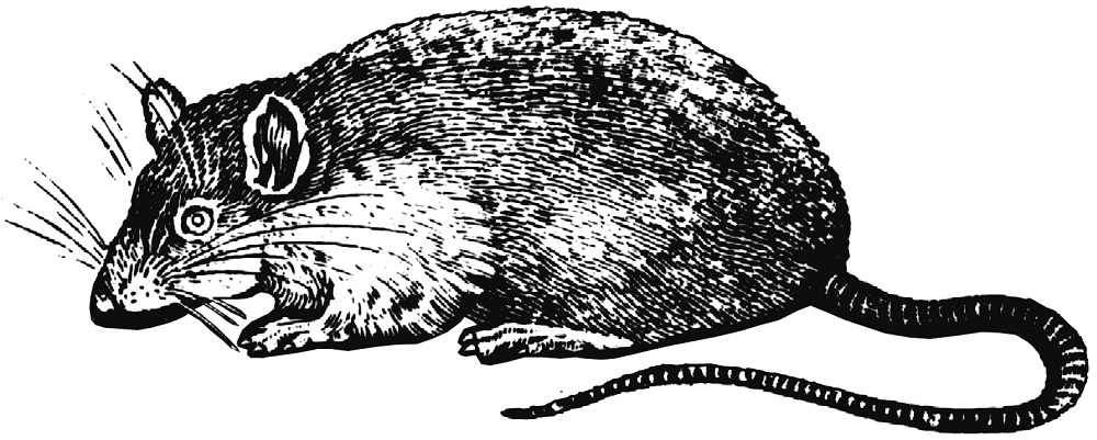 04_Rato-ok