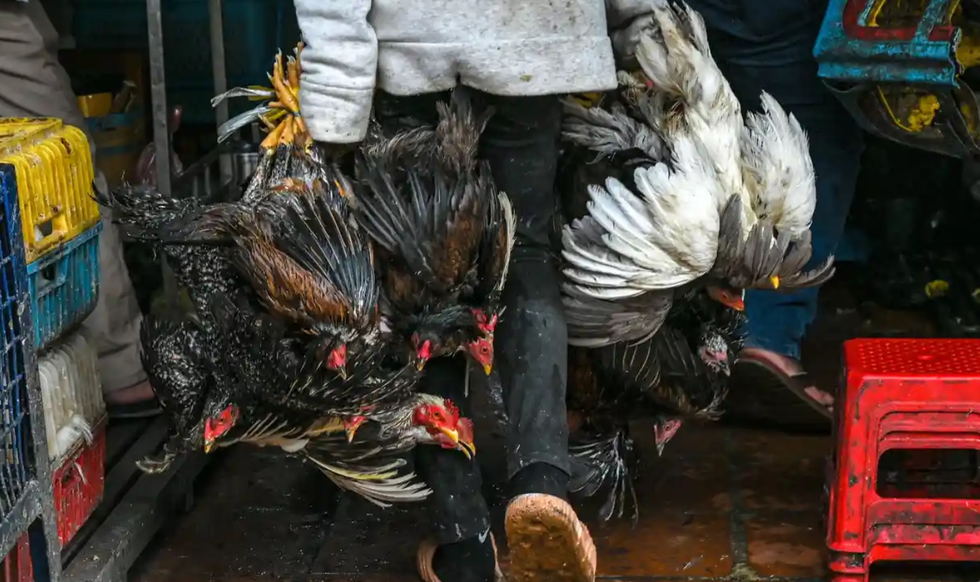 Gripe aviária tem sido monitorada pela OMS. Foto: Getty Images/The Guardian