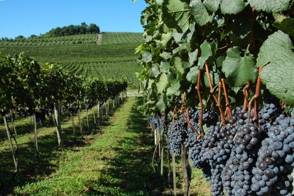 vinhedos-bento gonçalves