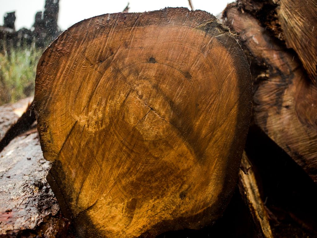 Juína, MT, Brasil: Toras de madeira extraídas ilegalmente da terra indígena Manoki apreendidas pelo IBAMA. Foto: Marcelo Camargo/Agência Brasil