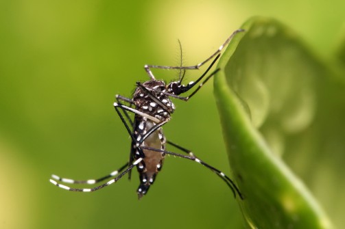 Mosquito da dengue em folha e fundo verde