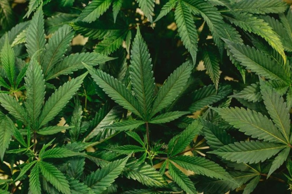 maconha1