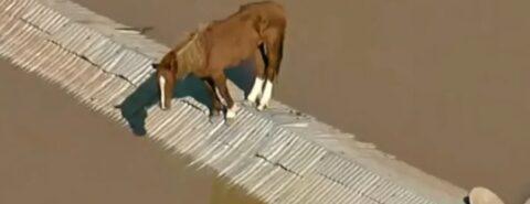 Imagem aérea de uma égua em cima de um telhado, em meio às enchentes que provocaram a grande tragédia no Rio Grande do Sul. O resgate do animal virou símbolo de resiliência.