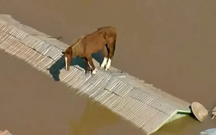Imagem aérea de uma égua em cima de um telhado, em meio às enchentes que provocaram a grande tragédia no Rio Grande do Sul. O resgate do animal virou símbolo de resiliência.