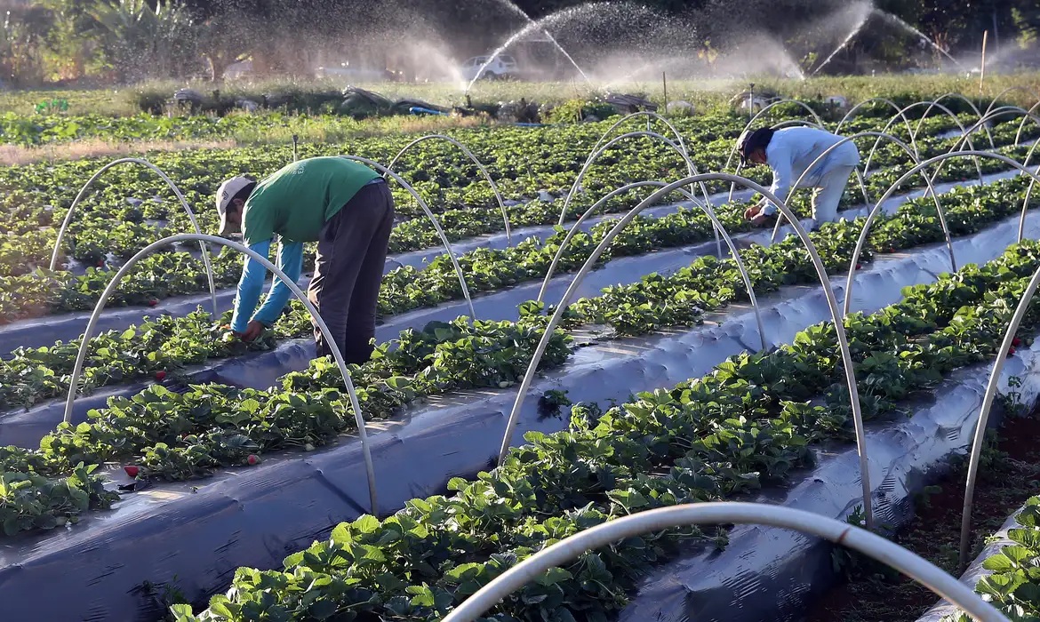 Os Desafios da Produção de Alimentos e a Sustentabilidade Ambiental, por Isadora Cupertino de Lima