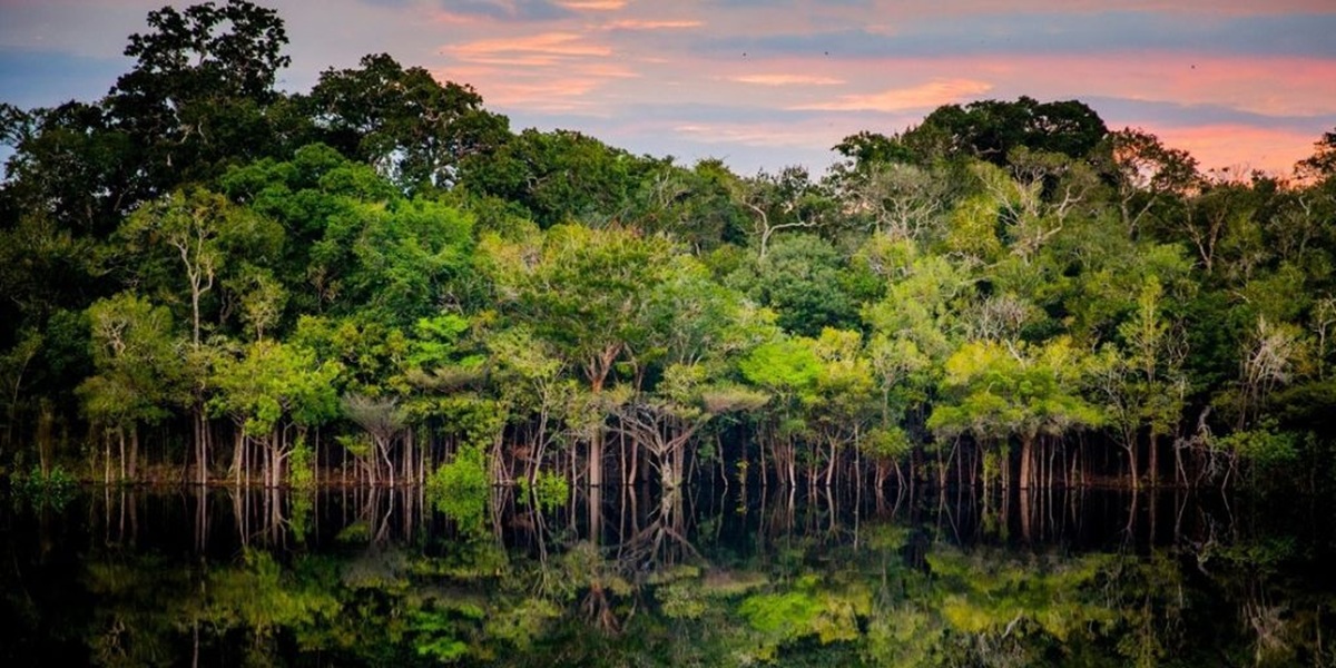 ‘Coalizão Brasil Clima’ desenvolve 12 ações para acabar com o desmatamento até 2030