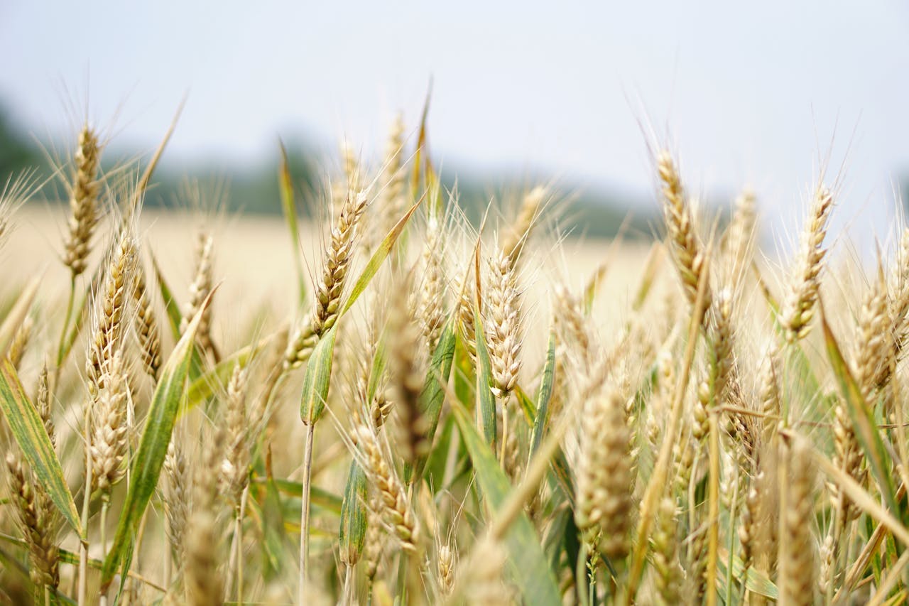 Combinação de fatores pressiona inflação de alimentos