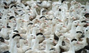 Gripe aviária casos confirmados 2025