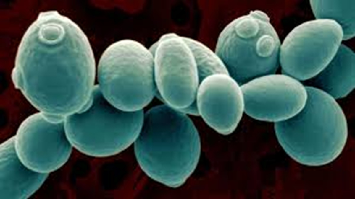 Leveduras - Reprodução