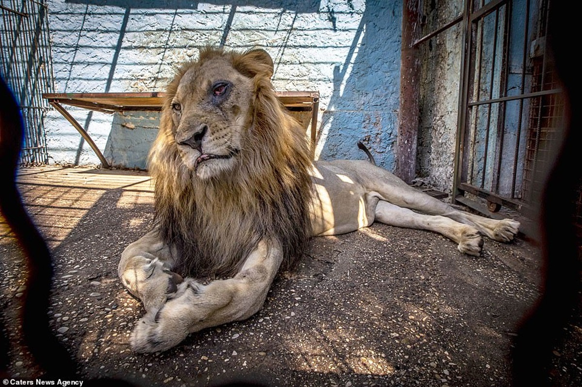 Reprodução foto de zoo da Albânia