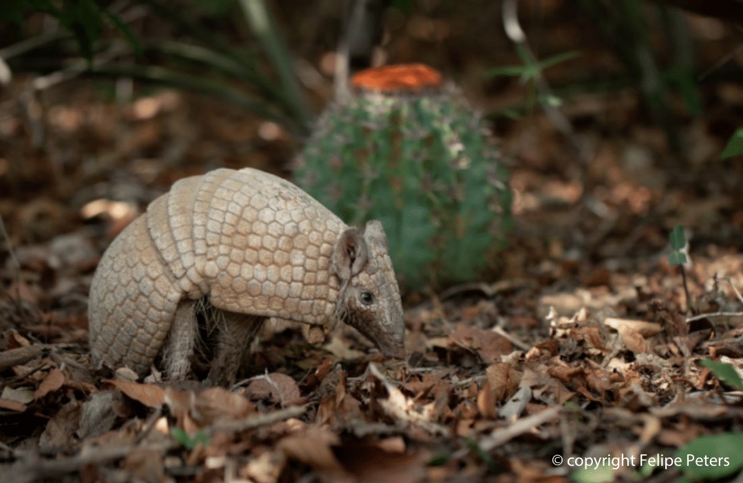 Tatu-bola na caatinga - Foto de Felipe Peters - Bioface