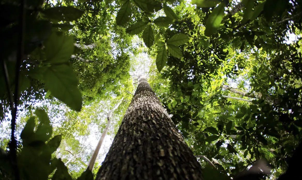 Floresta Amazônica por Marcelo Camargo, Agência Brasil
