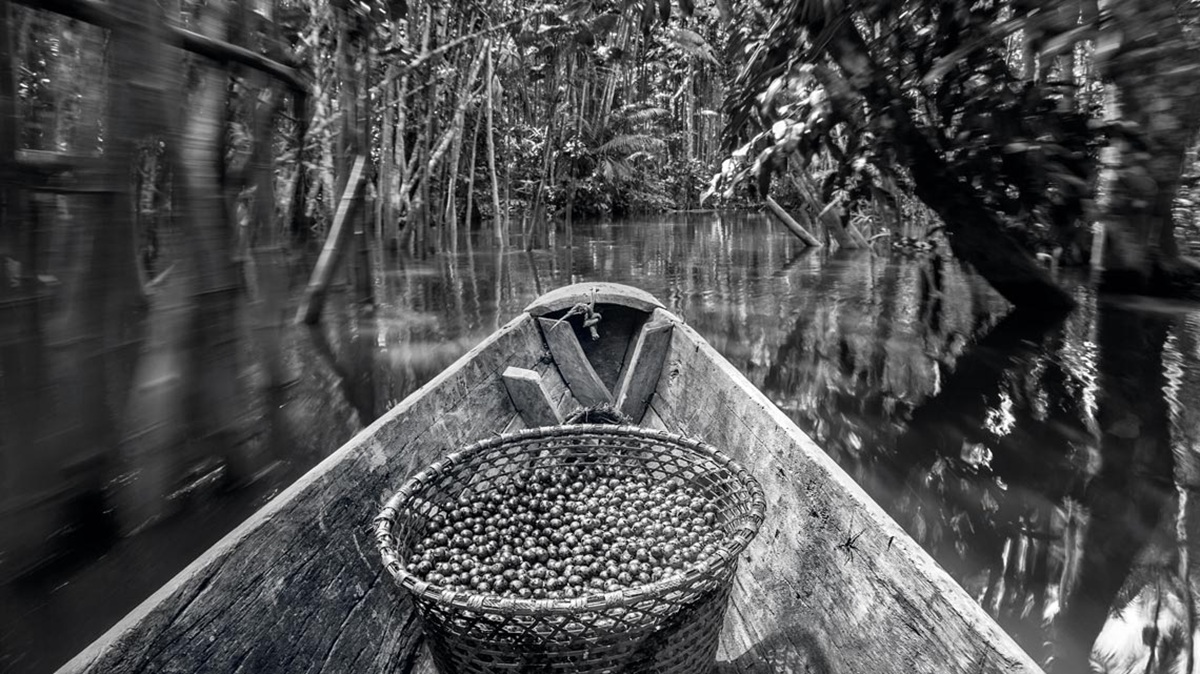 Açaí coletado na Ilha do Marajó - Pará - Foto de Rogerio Assis via Revista Fapesp
