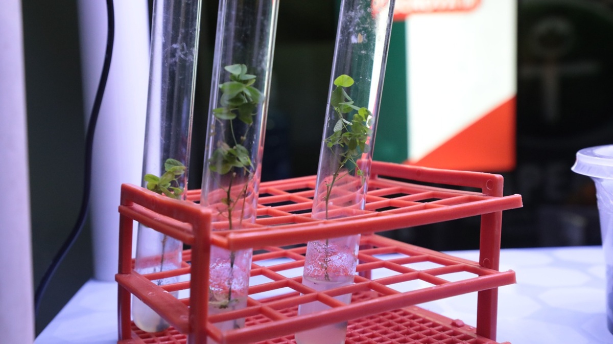 Biotecnologia - Fapeam - Foto de Ayrton Lopes