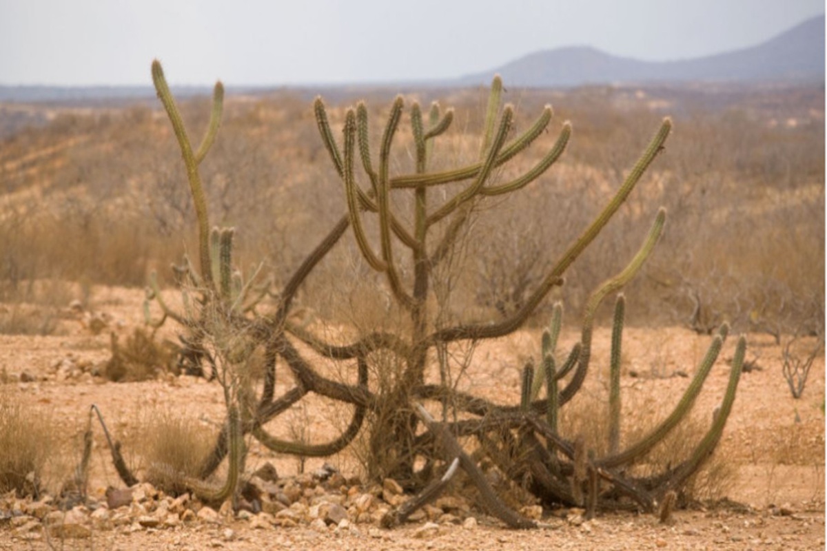 Das terras raras às terras áridas, por Susana Prizendt