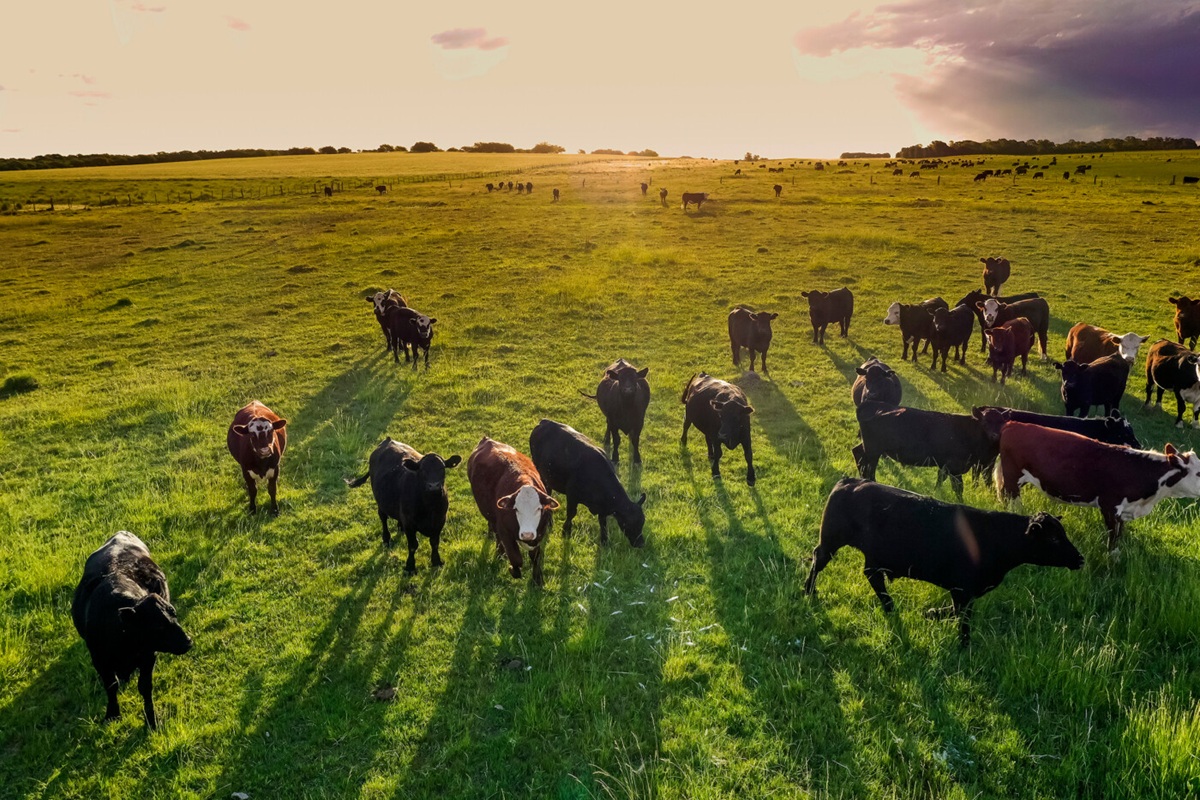 O Brasil no lugar da Argentina? A nova geopolítica da agropecuária mundial, por Marcio Pochmann