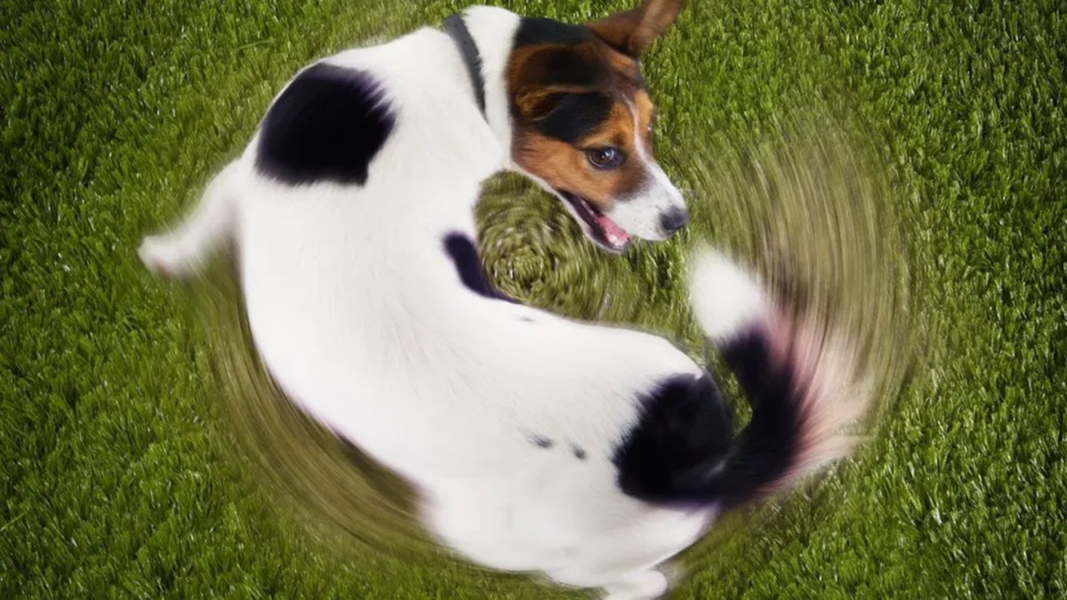 O rabo que balança o cachorro (ou o que não te contaram sobre a dívida pública), por Lauro Veiga Filho